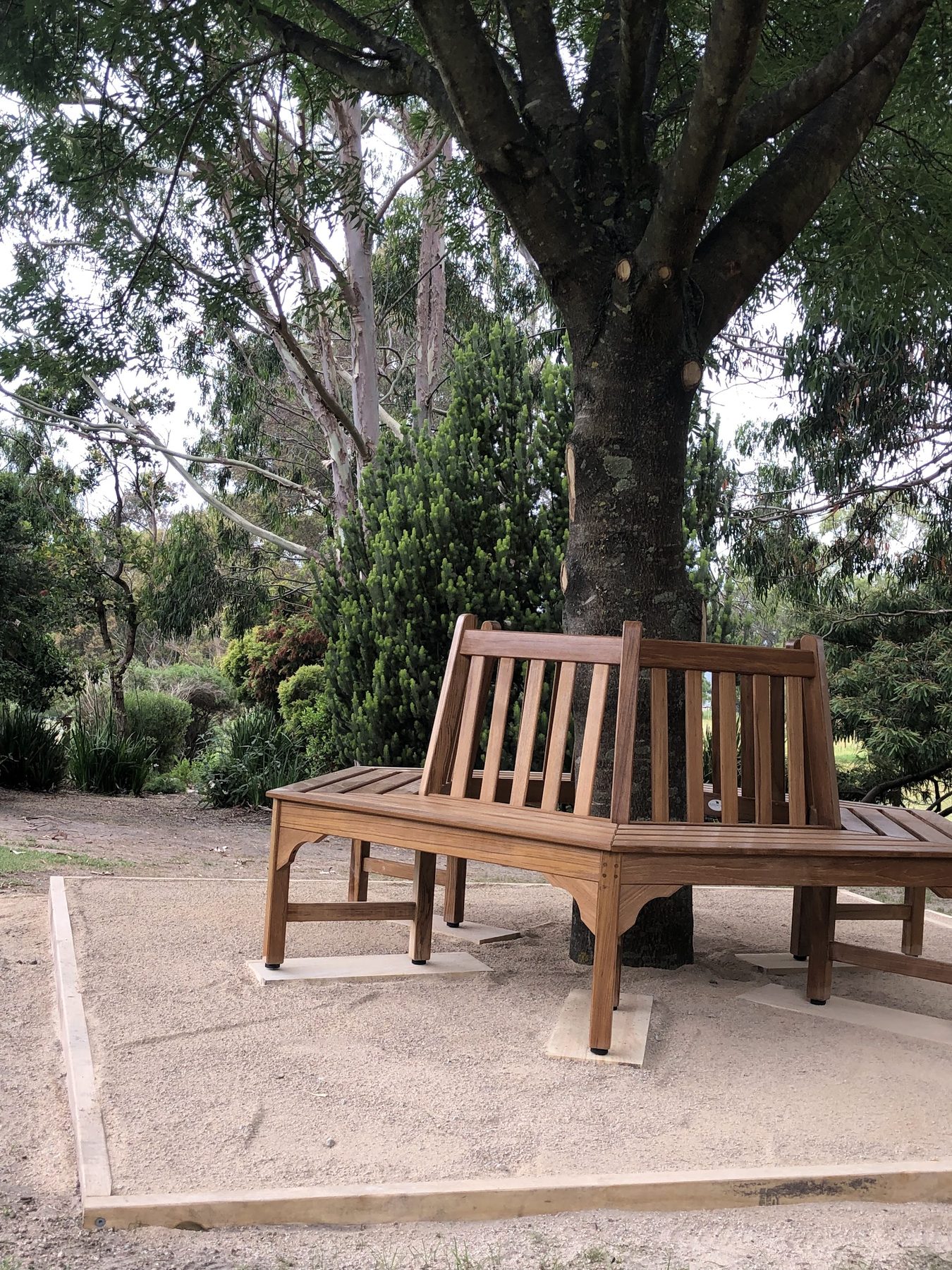 A hardwood bench built to wrap around the trunk of a mature tree, on compacted gravel with timber edging
